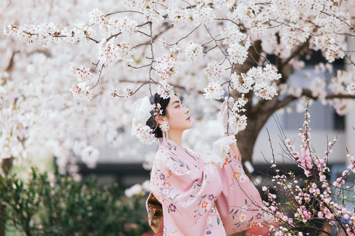 樱花