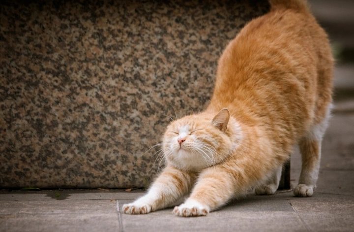 懒猫伸懒腰
