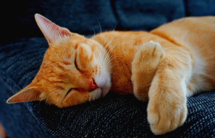 熟睡的猫