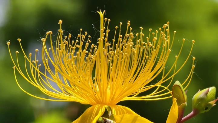 花蕊