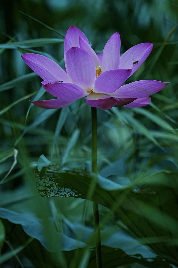 荷花开了