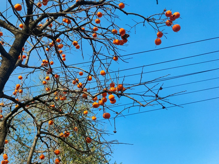 库存里的秋天