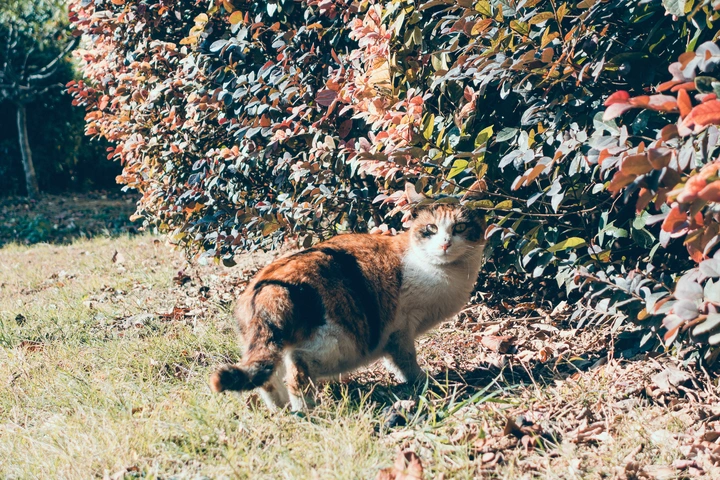 猫生百态