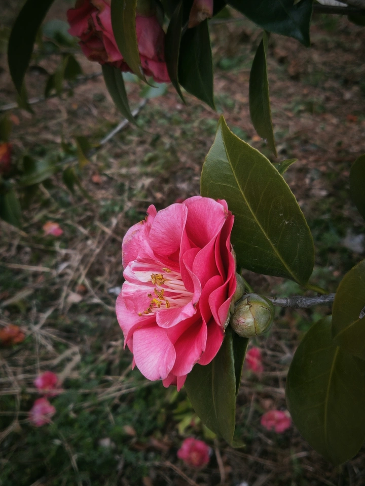 山茶花