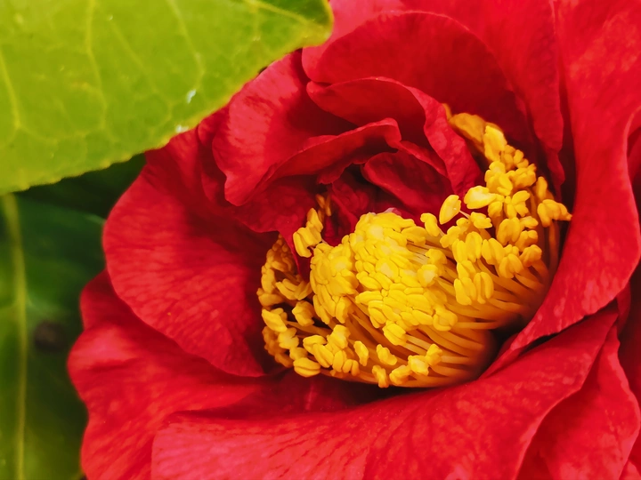 山茶花