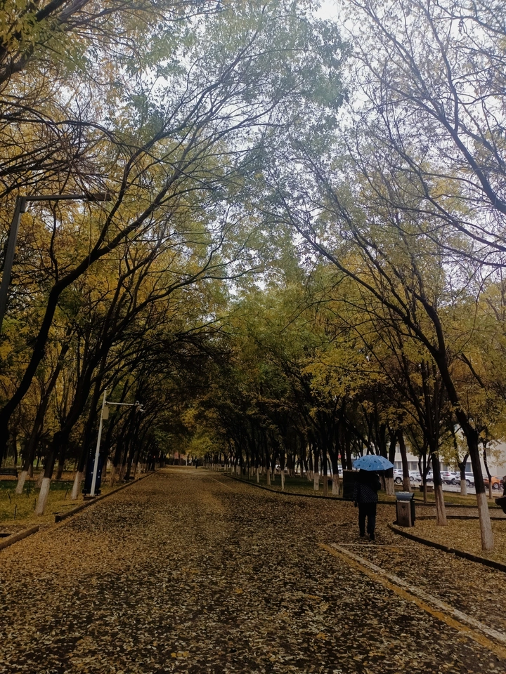 秋雨落