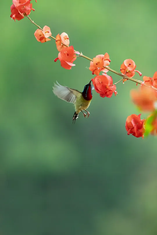 一只小鸟在靠近一些红花。