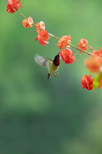 一只小鸟在靠近一些红花。