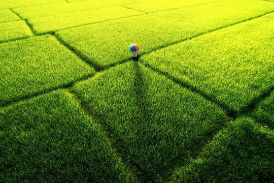 绿色草地上一个多彩的乒乓球