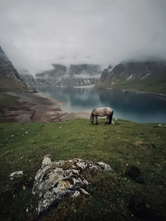 湖边山丘上吃草的马