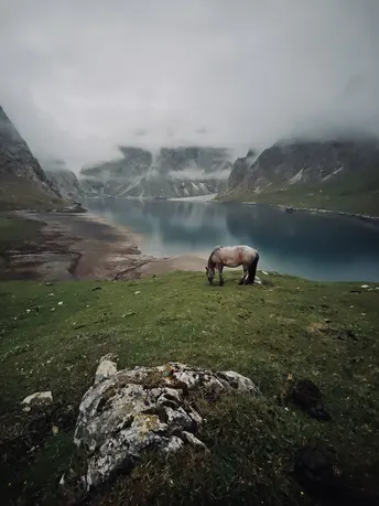 湖边山丘上吃草的马