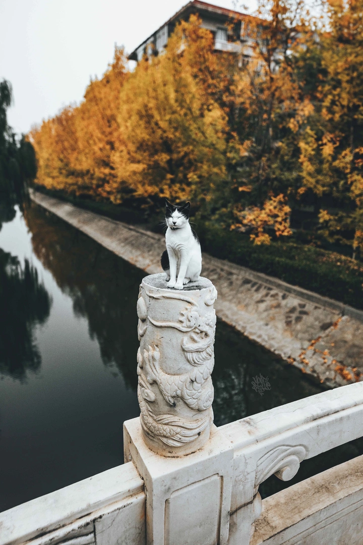 比秋色更美是的 当秋色遇上猫