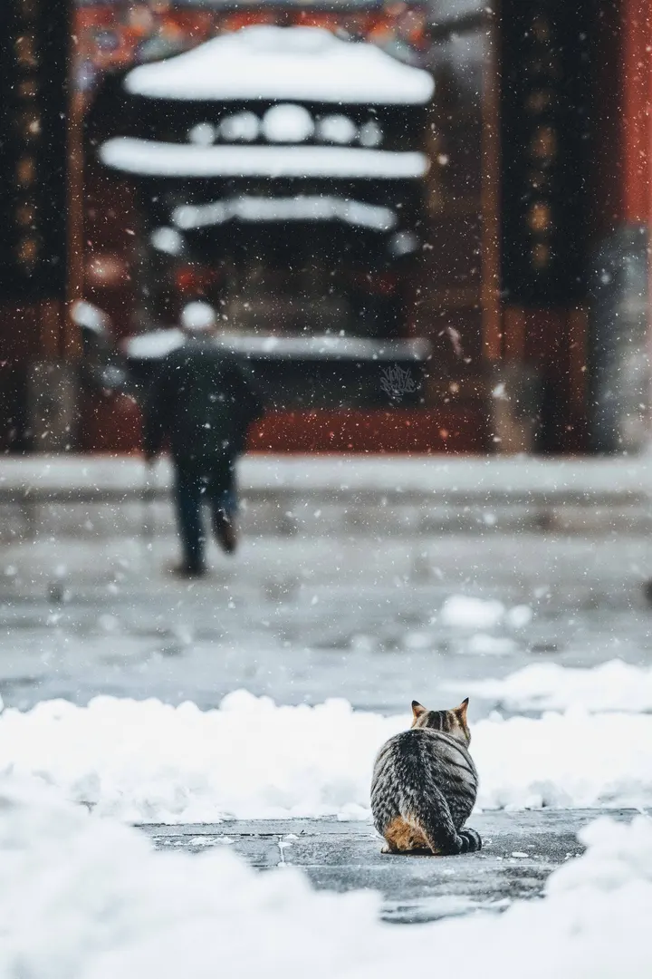 巷子里的猫很自由 但却没有归