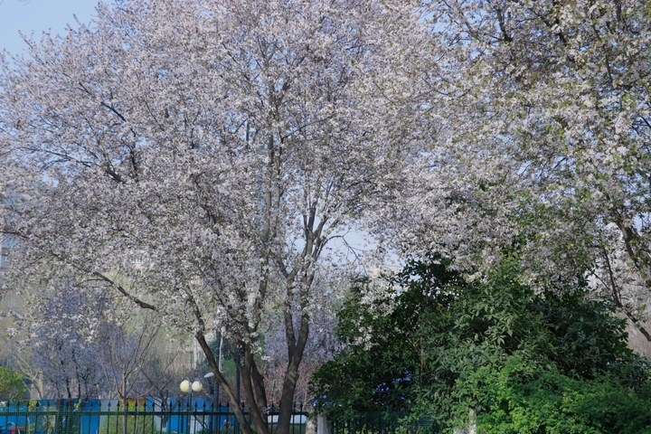 学校的花儿开了。