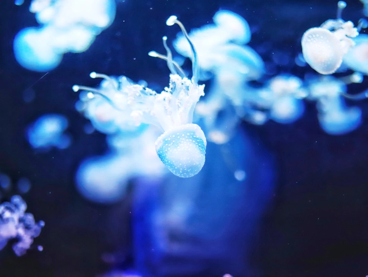 水中精灵