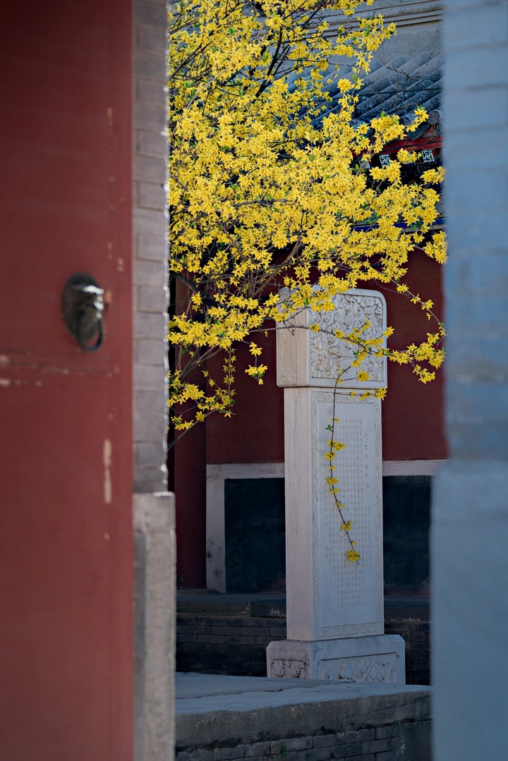 戒台寺春色