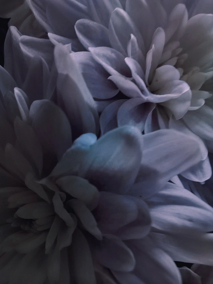 手捧鲜花，为你而来