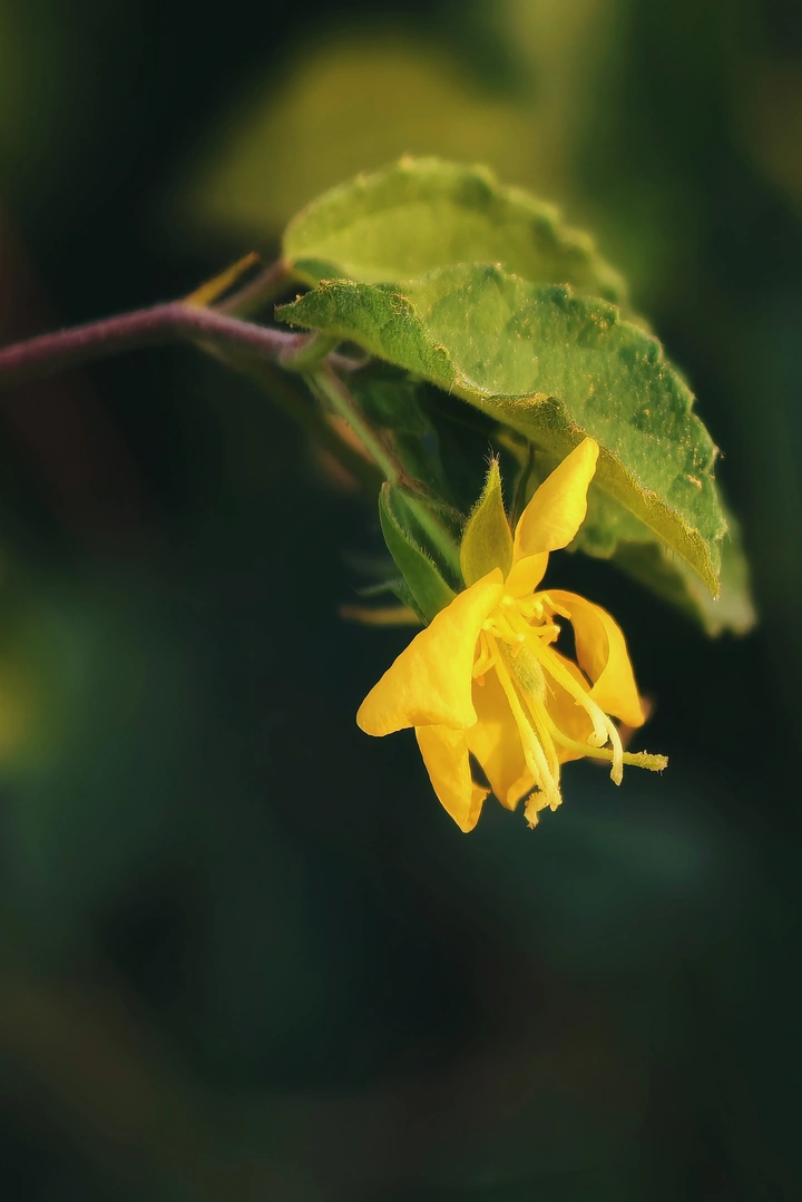 《小花》