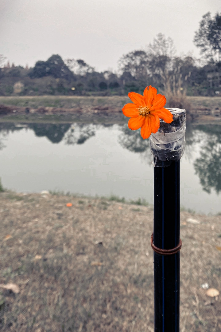 送你一朵不知名的花