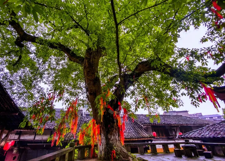这是一棵祈福爱情的树