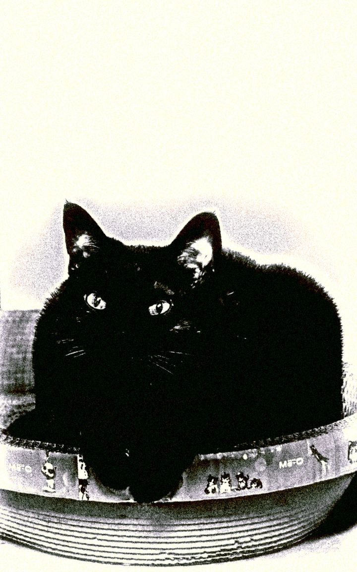 摇滚猫