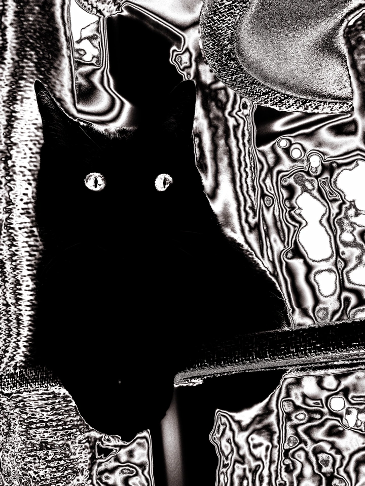 猫咪和它的脑电波