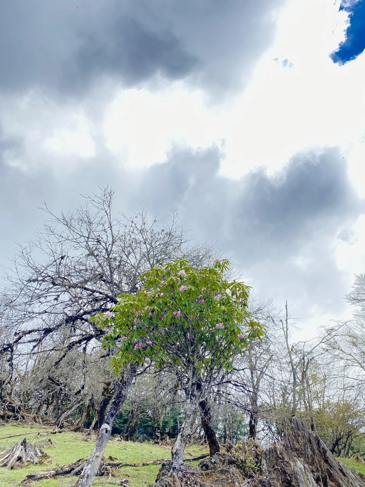 你是树群中最绿的仔