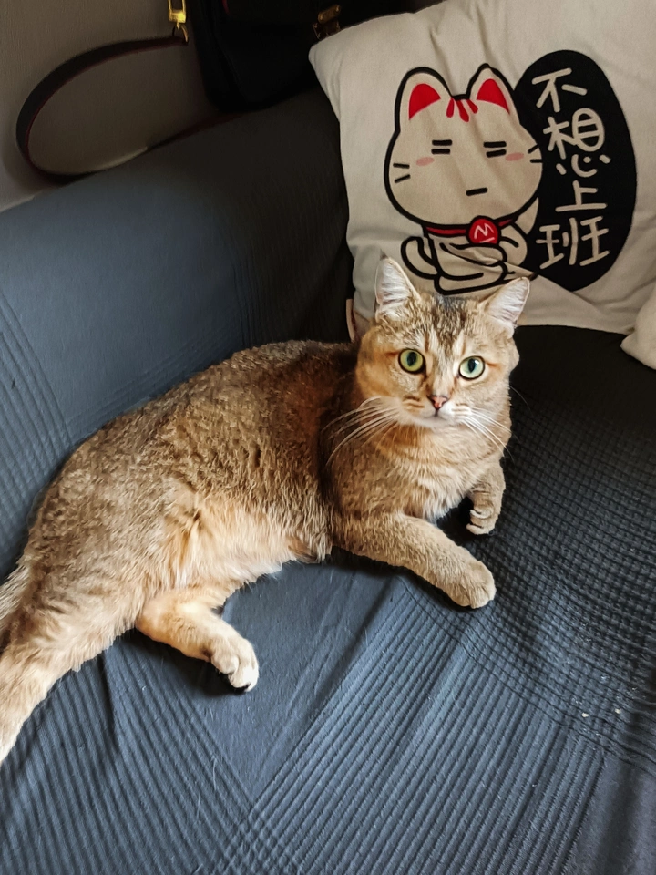 躺平
