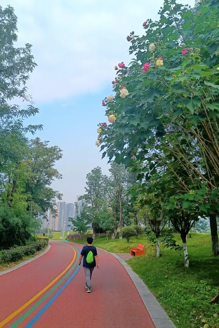秋高气爽芙蓉花开