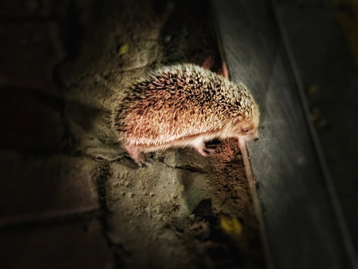 夜晚偶遇