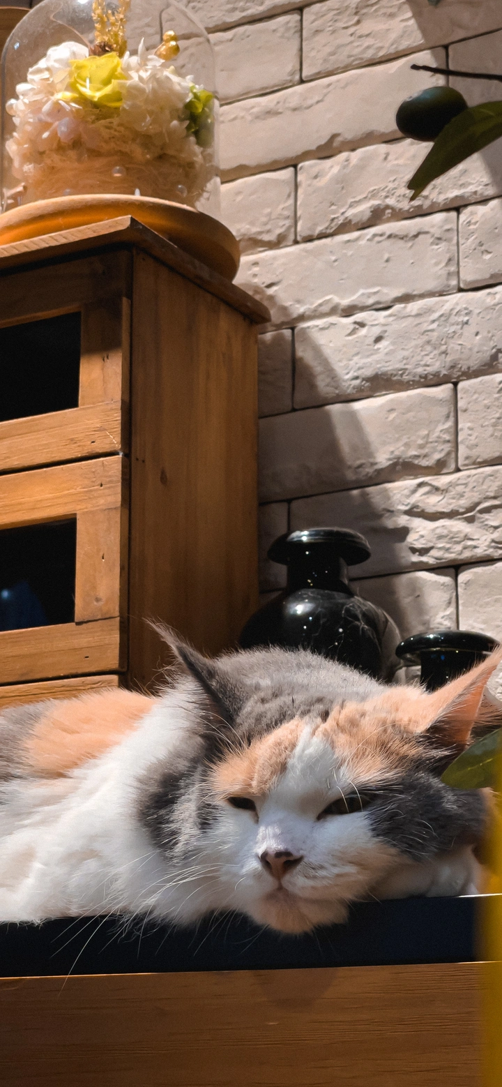 一家猫咖