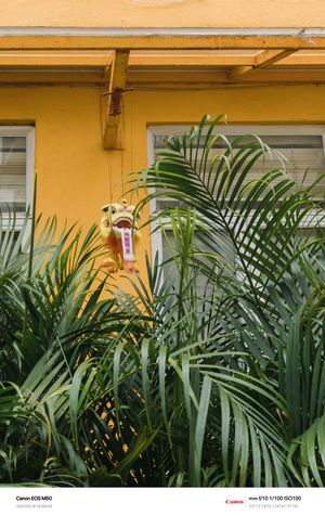 一栋明亮的黄色房子前面有热带植物。