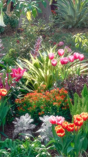 多彩的花和植物在花园里