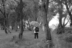 一张黑白照片 一位女子手持雨伞穿越一棵棵树木的森林。