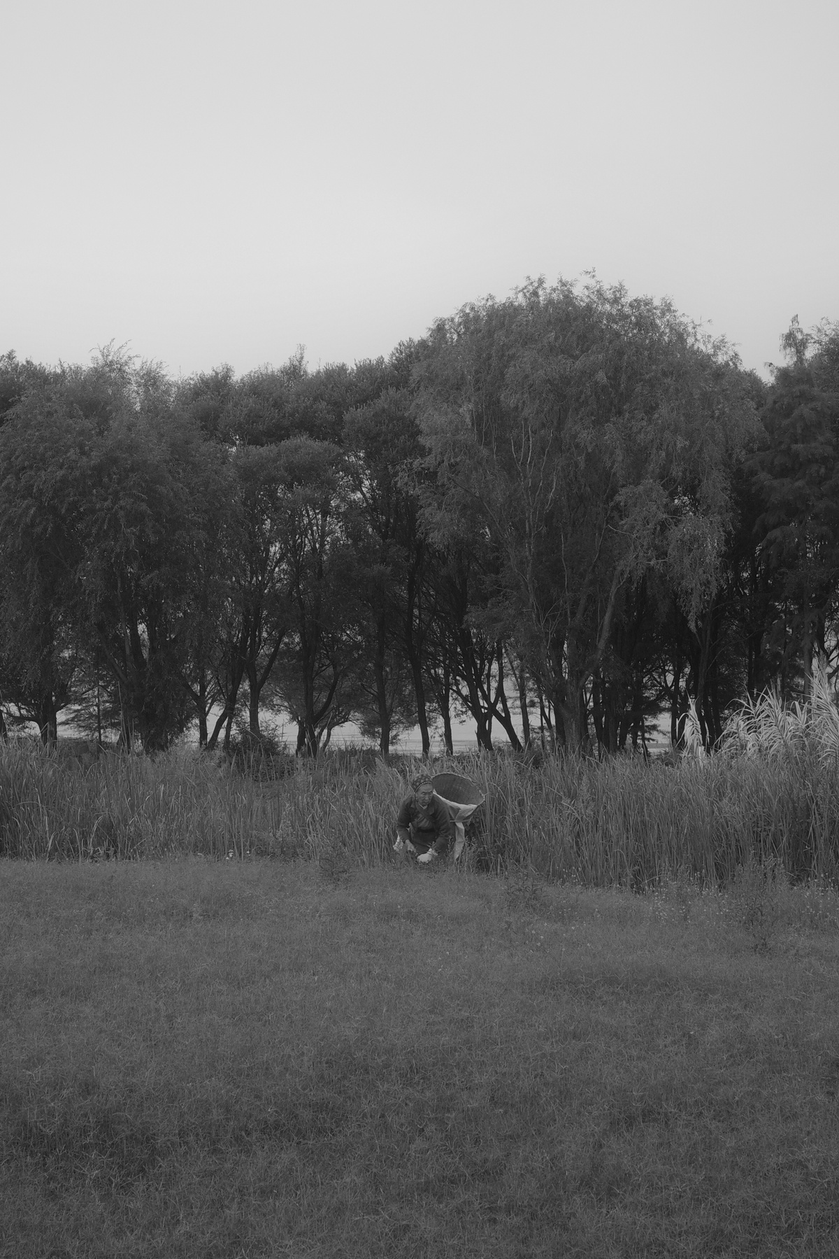黑白照片 一个人在草地上走 背景有高大的树木 一只狗站在草地上。