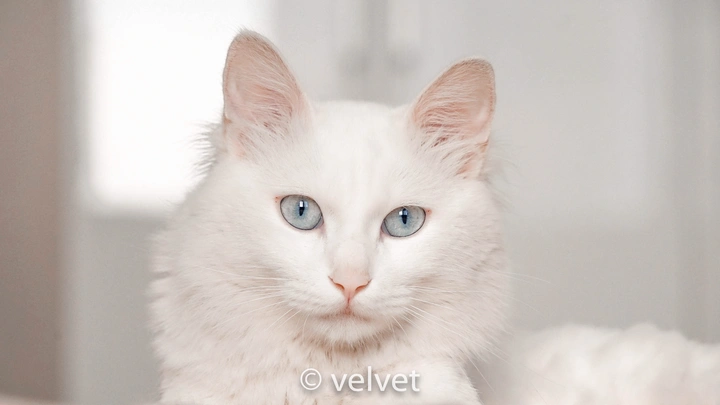🐱:李白 📷:本人