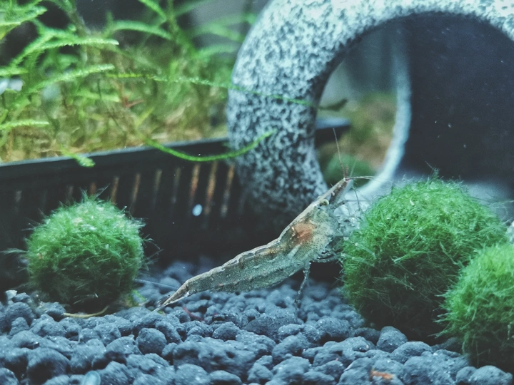 虾的世界