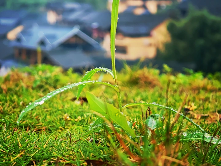 朝露