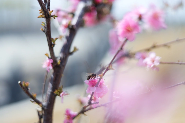 嗨 蜂