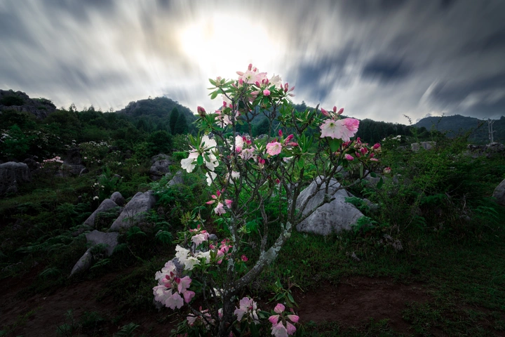 高山杜鹃