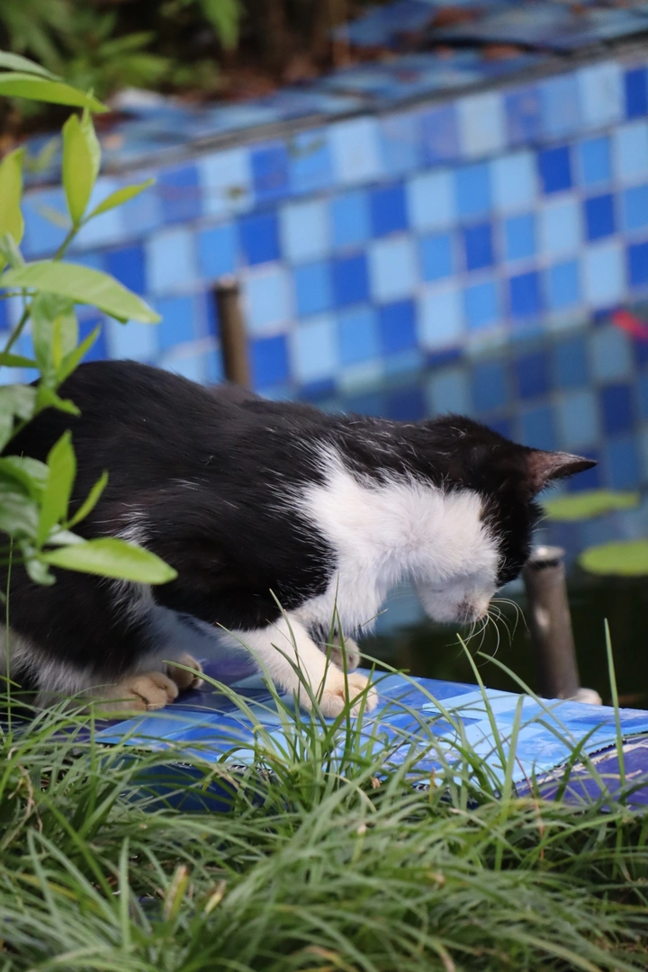 野猫