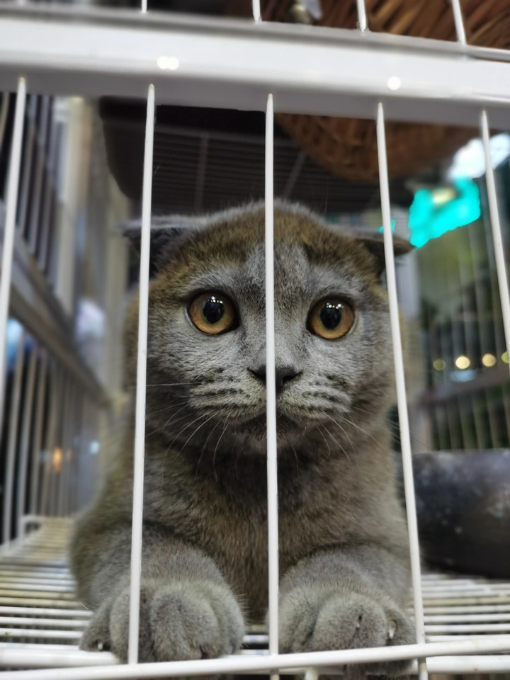 蓝猫