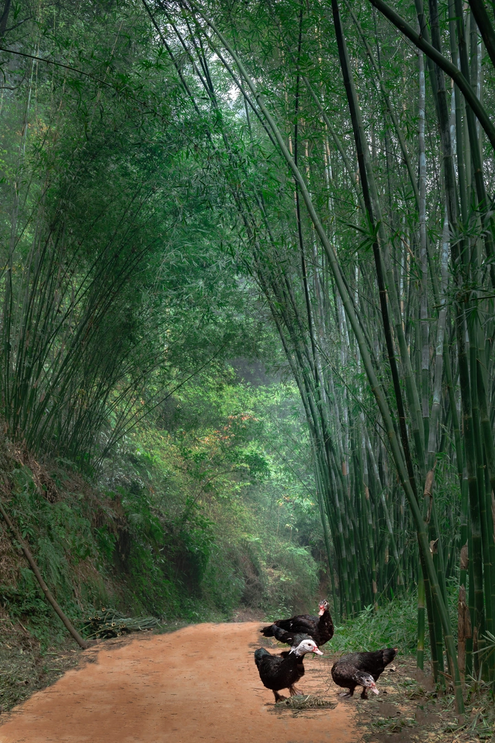 竹林深处的秘密