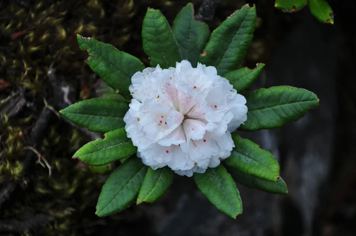 老君山上的高山杜鹃