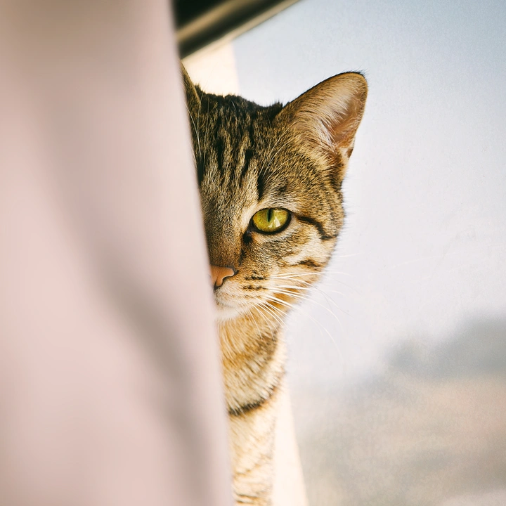 野性家猫