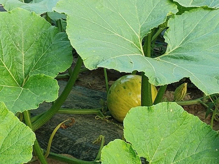 小村日记