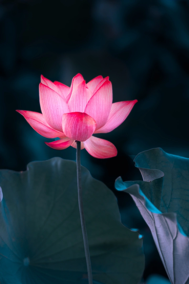 盛节伴圣洁