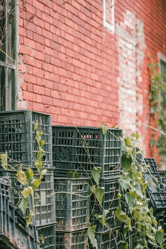 一座红砖建筑 上面长着藤蔓 笼子里有一只猫