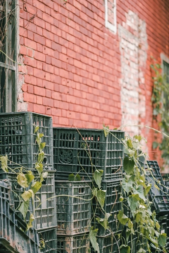 一座红砖建筑 上面长着藤蔓 笼子里有一只猫