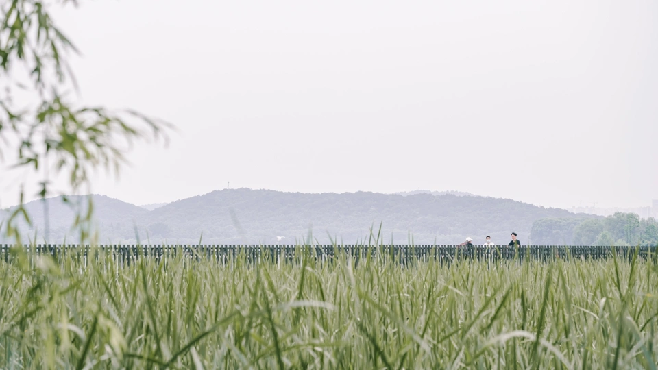 一片高高的草地 前景是一把伞